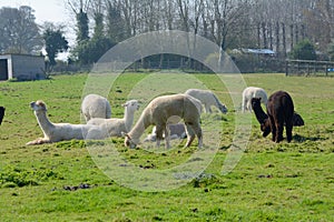 Alpacas in an English field.