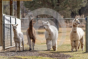 Alpacas on a Farm