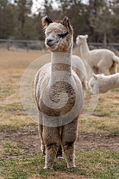 Alpacas on a Farm