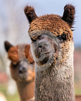 Alpacas on a farm