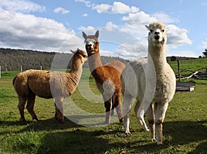 Alpacas and farm photo