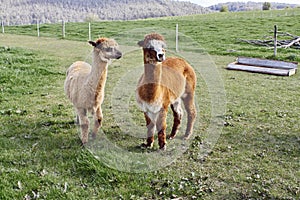 Alpacas in the farm