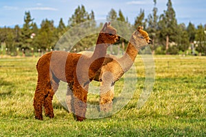 Alpacas on a farm in Oregon