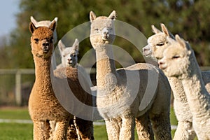 Alpacas on a farm in Oregon