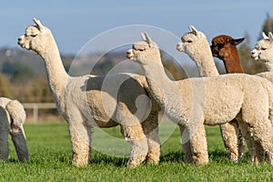 Alpacas on a farm in Oregon