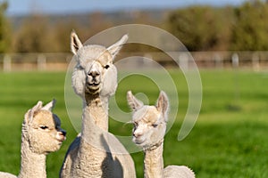 Alpacas on a farm in Oregon