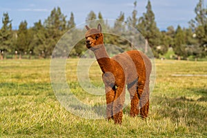 Alpacas on a farm in Oregon