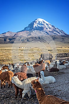 Alpacas farm, Sajama volcano in the background, Bolivia