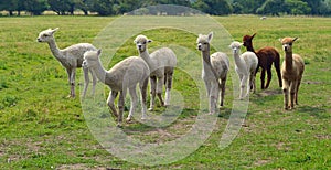 Alpacas in field walking