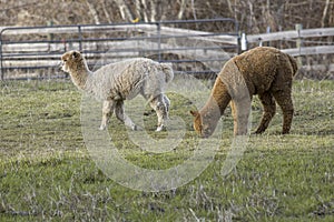 Alpacas graze on grass in the pasture
