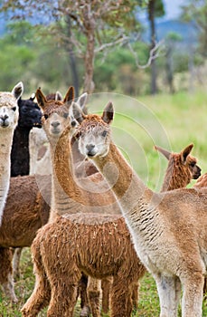 Alpacas grazing