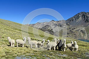 Alpacas on green meadow in Andes
