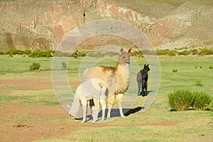 Alpacas on green meadow in Andes