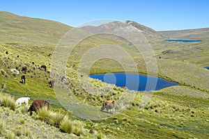 Alpacas on green mountain meadow near the blue lake