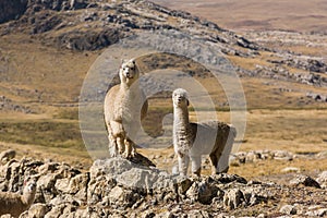 Alpacas in the Highlands of America