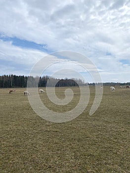 Alpacas and lamas grazing in the meadow. Farming. Estonia, spring.