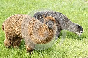 Alpacas, llamas grazing on meadow in spring