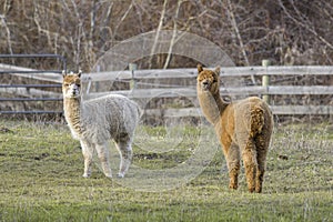 Alpacas looking at the camera