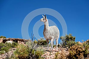 Alpacas neer Salar de Uyuni, Bolivia