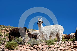 Alpacas neer Salar de Uyuni, Bolivia