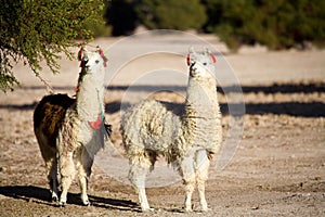 Alpacas in a oasis in the Atacama desert, Tambillo, Los Flamencos National Reserve, Atacama desert, Chile photo