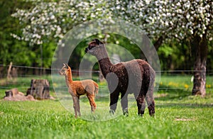 Alpacas with offspring