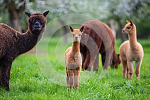 Alpacas with offspring