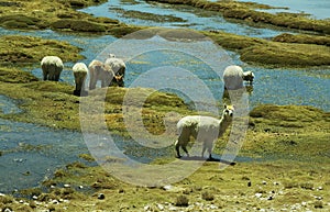 Alpacas pastoral photo