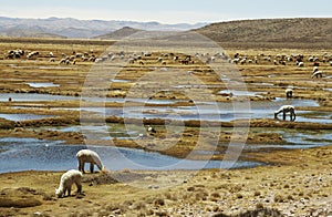 Alpacas pastoral in the Peru photo