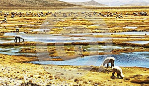 Alpacas pastoral in the Peru photo