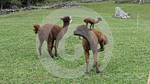 Alpacas in the pasture