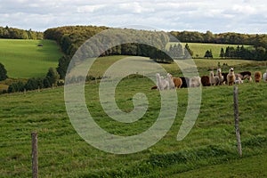 Alpacas PEI 1