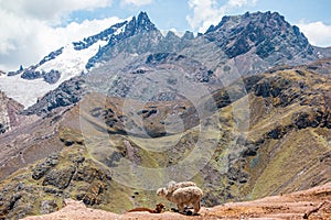 Alpacas in the Peruvian Andes near Vinicunca Rainbow Mountain in Cusco Province, Peru