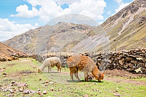 Alpacas in the Peruvian Andes near Vinicunca Rainbow Mountain in Cusco Province, Peru
