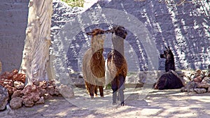 Alpacas in Peruvian Highlands