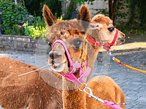 Alpacas with Pink Harnesses on a Paved Path