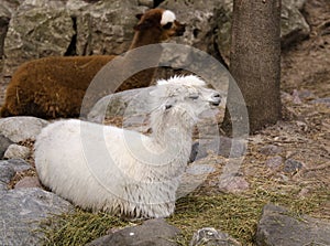 Alpacas Resting