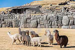 Alpacas Sacsayhuaman ruins peruvian Andes Cuzco Peru