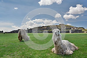 Alpacas at Saqsaywaman inca site. Cusco. Peru photo