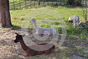 Alpacas in the small animal park at HÃ¶gbo Bruk