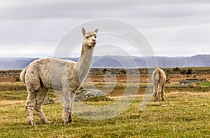 Alpacas, Vicugna pacos, in the beautiful landscape of Lista, Norway. photo