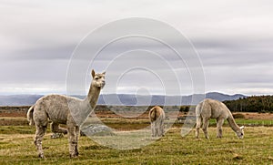 Alpacas, Vicugna pacos, in the beautiful landscape of Lista, Norway. photo