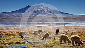 Alpacas vicugna pacos grazing on the shore of lake Chungara at the base of Quisi Quisini volcano, in the Altiplano of Chile