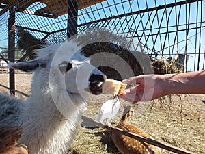 Alpaka feeding