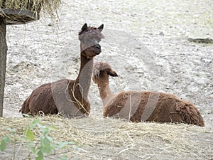 Alpaka, Lama guanicoe f. Pacos, in South America is a pet