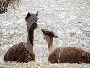 Alpaka, Lama guanicoe f. Pacos, in South America is a pet