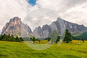 Alpe di Siusi or Seiser Alm with cows, Dolomites Alps Sassolungo and Sassopiatto mountains, South Tyrol, Italy
