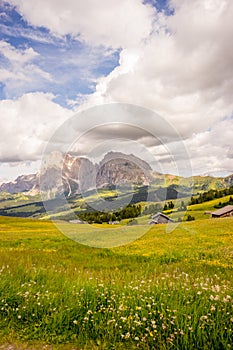 Alpe di Siusi, Seiser Alm with Sassolungo Langkofel Dolomite, a field with a mountain in the background