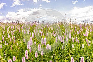 Alpe di Siusi, Seiser Alm with Sassolungo Langkofel Dolomite, a plant in a field