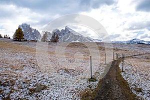 Alpe di Siusi or Seiser Alm with Sassolungo - Langkofel mountain group